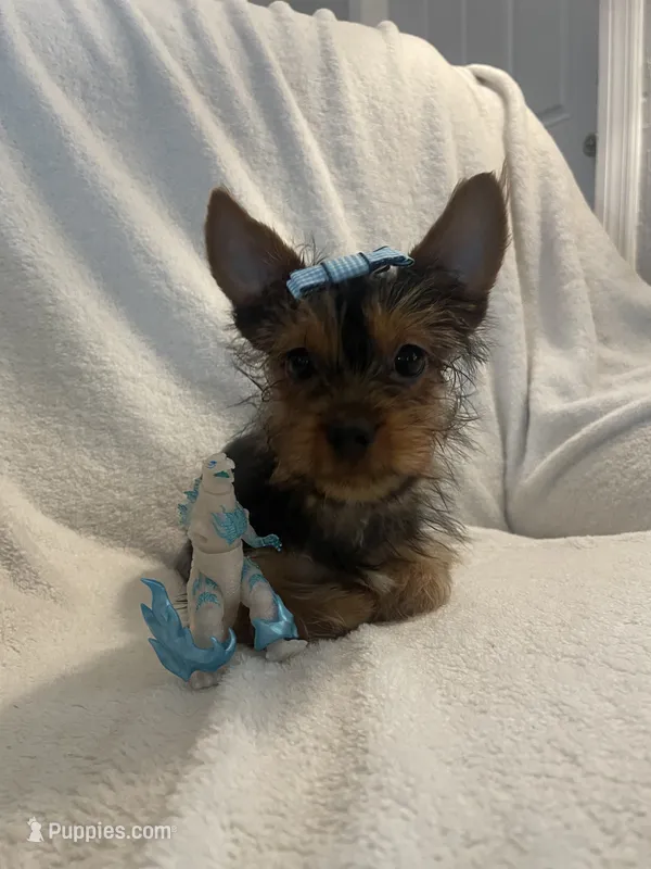 Luigi – Yorkshire Terrier puppy for sale in Dunnellon, FL