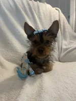 Luigi, a male Yorkshire Terrier for sale in Dunnellon, FL – 1 of 7
