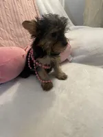 Princess peach, a female Yorkshire Terrier for sale in Dunnellon, FL – 6 of 10