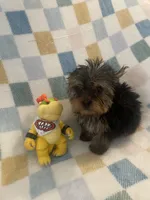 Mario, a male Yorkshire Terrier for sale in Dunnellon, FL – 2 of 4