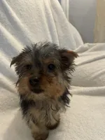 Luigi, a male Yorkshire Terrier for sale in Dunnellon, FL – 7 of 7