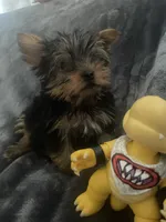 Mario, a male Yorkshire Terrier for sale in Dunnellon, FL – 4 of 4