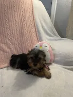 Princess peach, a female Yorkshire Terrier for sale in Dunnellon, FL – 7 of 10