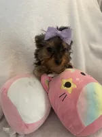 Princess peach, a female Yorkshire Terrier for sale in Dunnellon, FL – 8 of 10