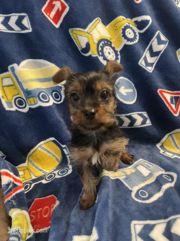 Luigi – Yorkshire Terrier puppy for sale in Dunnellon, FL