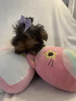 Princess peach, a female Yorkshire Terrier for sale in Dunnellon, FL – 10 of 10