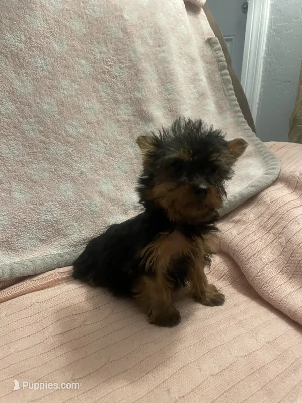 Princess peach – Yorkshire Terrier puppy for sale in Dunnellon, FL