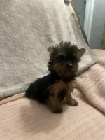 Princess peach, a female Yorkshire Terrier for sale in Dunnellon, FL – 1 of 2