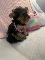 Princess peach, a female Yorkshire Terrier for sale in Dunnellon, FL – 5 of 10