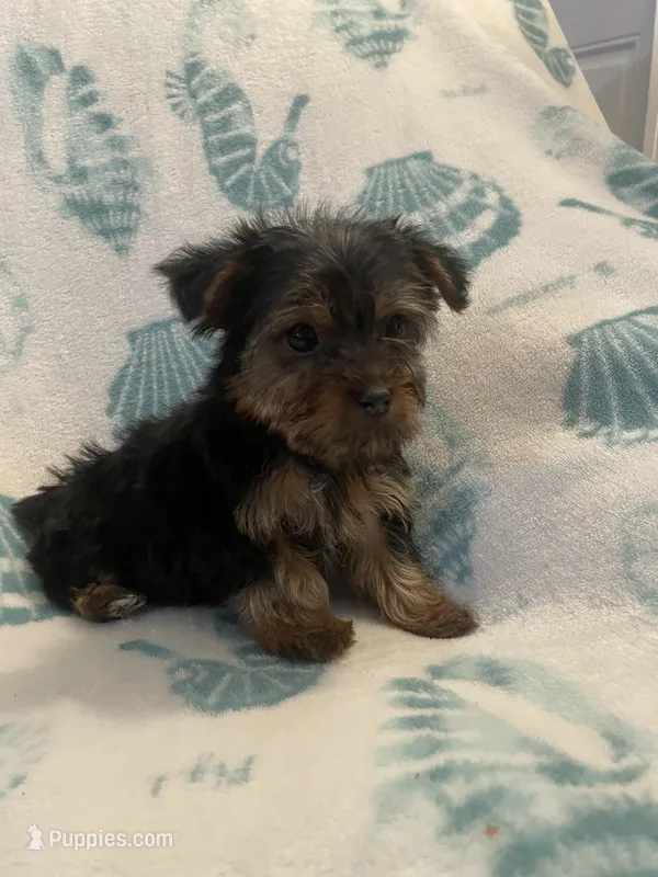 Bowser – Yorkshire Terrier puppy for sale in Dunnellon, FL