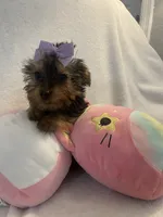 Princess peach, a female Yorkshire Terrier for sale in Dunnellon, FL – 9 of 10
