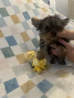 Mario, a male Yorkshire Terrier for sale in Dunnellon, FL – 3 of 4