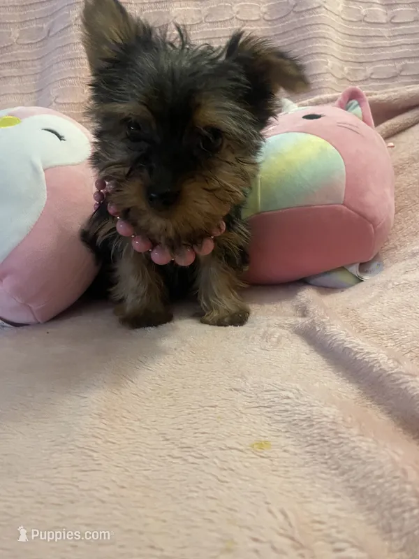 Princess peach – Yorkshire Terrier puppy for sale in Dunnellon, FL