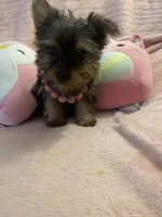 Princess peach, a female Yorkshire Terrier for sale in Dunnellon, FL – 1 of 10