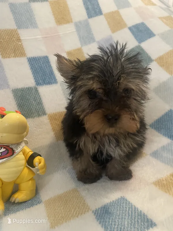 Mario – Yorkshire Terrier puppy for sale in Dunnellon, FL