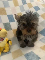 Mario, a male Yorkshire Terrier for sale in Dunnellon, FL – 1 of 4