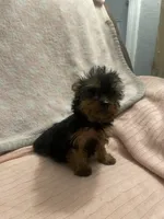 Princess peach, a female Yorkshire Terrier for sale in Dunnellon, FL – 2 of 2