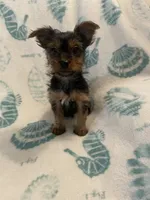 Luigi, a male Yorkshire Terrier for sale in Dunnellon, FL – 2 of 7