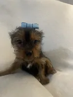 Luigi, a male Yorkshire Terrier for sale in Dunnellon, FL – 4 of 7