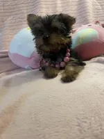 Princess peach, a female Yorkshire Terrier for sale in Dunnellon, FL – 2 of 10