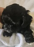 Miss Ava, a female Shih Tzu for sale in Louisville, KY – 3 of 9