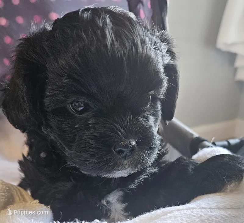 Miss Ava – Shih Tzu puppy for sale in Louisville, KY
