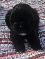 Miss Ava, a female Shih Tzu for sale in Louisville, KY – 9 of 9