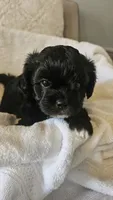Miss Ava, a female Shih Tzu for sale in Louisville, KY – 7 of 9