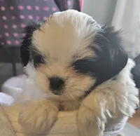 Miss Sophie, a female Shih Tzu for sale in Louisville, KY – 9 of 9