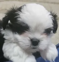 Miss Sophie, a female Shih Tzu for sale in Louisville, KY – 7 of 9