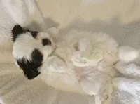 Miss Sophie, a female Shih Tzu for sale in Louisville, KY – 5 of 9