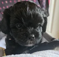 Miss Ava, a female Shih Tzu for sale in Louisville, KY – 4 of 9