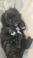 Miss Ava, a female Shih Tzu for sale in Louisville, KY – 8 of 9