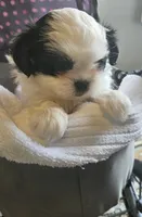 Miss Sophie, a female Shih Tzu for sale in Louisville, KY – 3 of 9