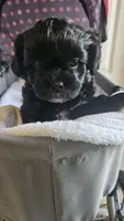 Miss Ava, a female Shih Tzu for sale in Louisville, KY – 5 of 9