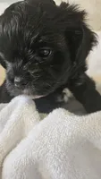 Miss Ava, a female Shih Tzu for sale in Louisville, KY – 6 of 9