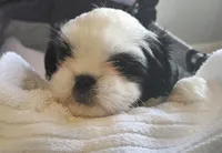 Miss Sophie, a female Shih Tzu for sale in Louisville, KY – 2 of 9