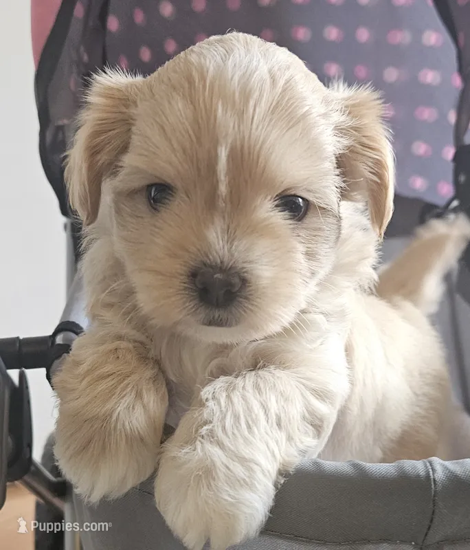 Daisy – Shih Tzu puppy for sale in Louisville, KY