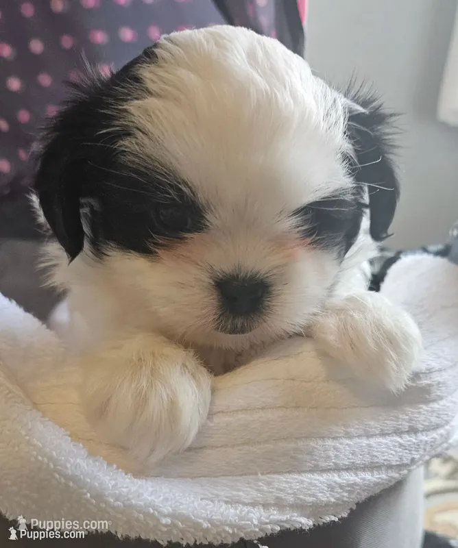 Miss Sophie – Shih Tzu puppy on hold in Louisville, KY