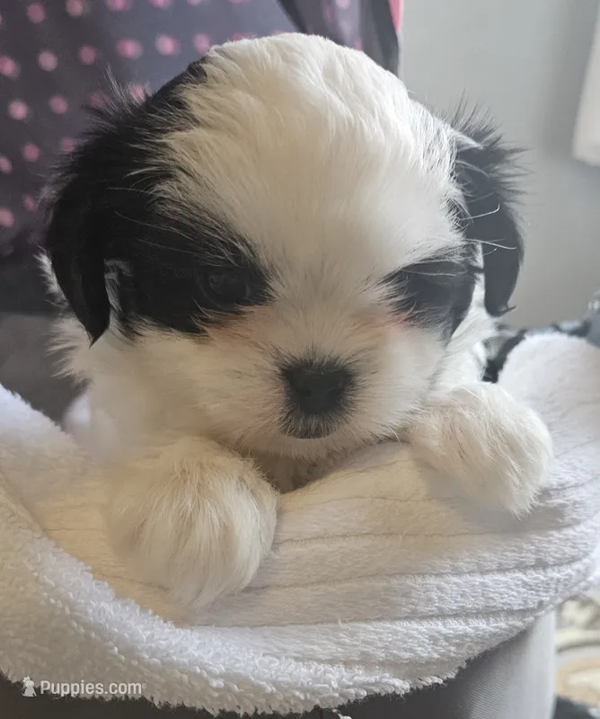 Miss Sophie – Shih Tzu puppy for sale in Louisville, KY