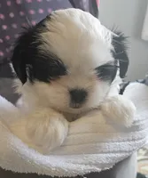 Miss Sophie, a female Shih Tzu for sale in Louisville, KY – 1 of 9