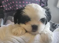 Miss Sophie, a female Shih Tzu for sale in Louisville, KY – 4 of 9