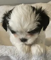 Miss Sophie, a female Shih Tzu for sale in Louisville, KY – 6 of 9