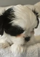Miss Sophie, a female Shih Tzu for sale in Louisville, KY – 8 of 9