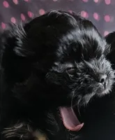 Miss Ava, a female Shih Tzu for sale in Louisville, KY – 2 of 9