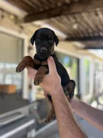 Blue collar female, a female Doberman Pinscher for sale in Citrus Heights, CA – 2 of 7