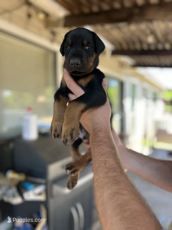 Red collar male – Doberman Pinscher puppy for sale in Citrus Heights, CA