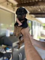 Red collar male, a male Doberman Pinscher for sale in Citrus Heights, CA – 1 of 6