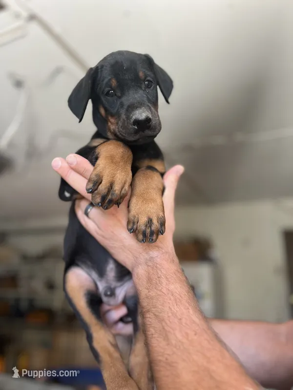 Red collar male – Doberman Pinscher puppy for sale in Citrus Heights, CA