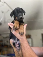 Blue collar male, a male Doberman Pinscher for sale in Citrus Heights, CA – 1 of 6